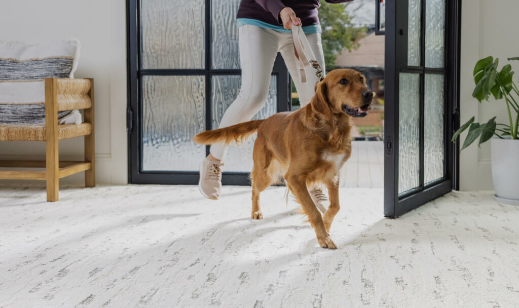Dog running on carpet floor | Homespun Furniture
